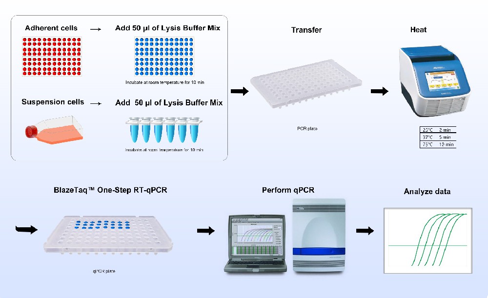 RT-qPCR